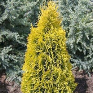 Thuya Occidentalis Jantar - Cèdre pyramidal Jantar