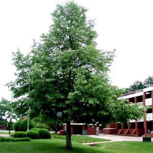 Tilia Americana 'Redmond' - Redmond American Linden