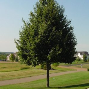 Tilia Cordata 'Greenspire' - Greenspire Linden Tree