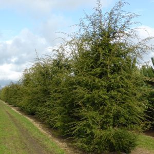 Tsuga Canadensis - Pruche du Canada