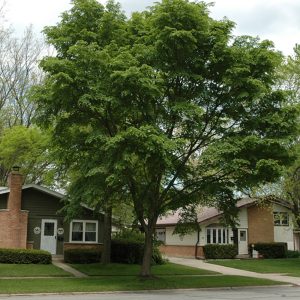 Ulmus Japonica X Wilsoniana 'Accolade' - Accolade Elm
