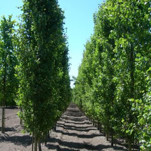 Our Trees