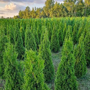 Our Cedars