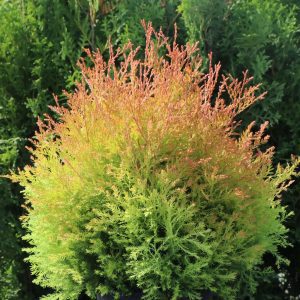 Our Conifers