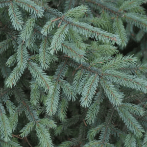 Picea Mariana - Épinette noire