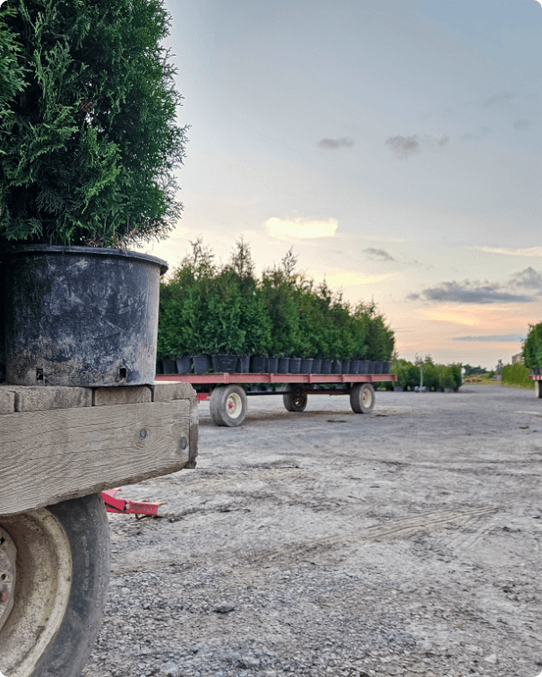 la-cedriere-barbe-cedar-cedar-delivery