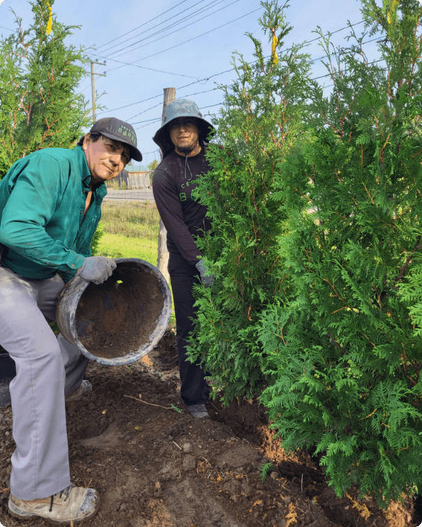 la-cedriere-barbe-cedar-planting